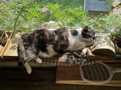 -海边的猫和咖啡馆