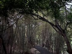 -东莞市大岭山森林公园