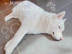 -萌兽医馆·眼科·异宠专科(三里屯店)