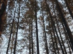 -八大关景区