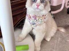 -纳吉亚猫专科动物医院博雅分院