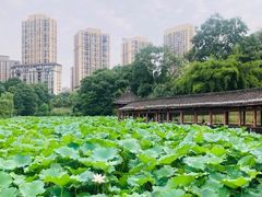 -龙头寺公园