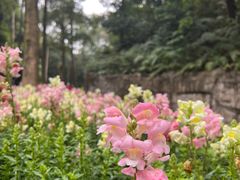 -广州市白云山风景名胜区