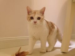 iphone_upload_pic-Bastet sally猫舍购宠(静安店)