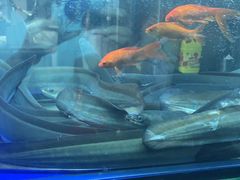 -鳗鱼家·深夜食堂(军博店)