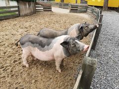 -前小桔亲子创意农场·草莓采摘·露营烧烤