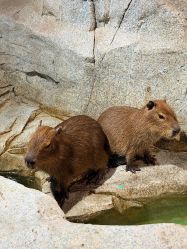 -Zoolung Zoolung动物主题公园(海信广场店)
