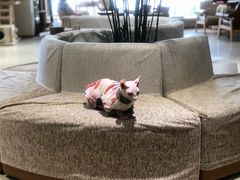 -藏猫猫咖啡主题馆(中央大道店)