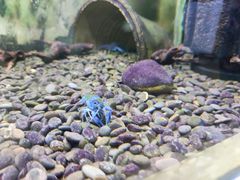 -上海大自然野生昆虫馆