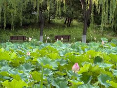 -东升八家郊野公园