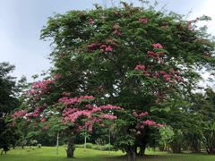 -中国科学院西双版纳热带植物园