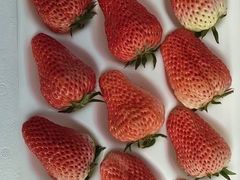 -田趣农庄草莓采摘园