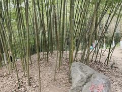 -都江堰中华大熊猫苑