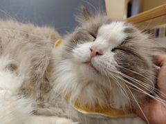 -滚猫咖啡·猫咖·猫友好撸猫(未来城店)