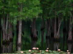 -白鹭湾湿地公园