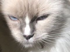 -浣熊柯尔鸭土拨鼠·电玩咖