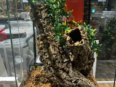 -酷以爬仙阁实体爬宠店·守宫·蜥蜴·专业繁育