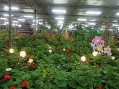 -南宫五洲植物乐园