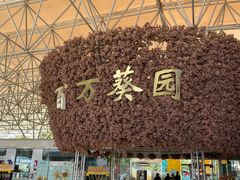 -百万葵园