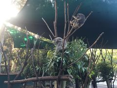 -可伦宾野生动物保护区