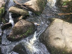-汤旺河林海奇石景区