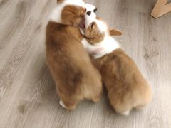 -浣熊柯尔鸭土拨鼠·电玩咖