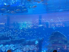 -迪拜水族馆及水下动物园