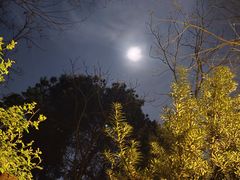 -铁山坪森林公园