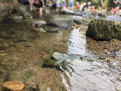 -马峦山郊野公园