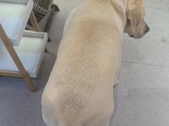 -FAELING PETS美天灵宠物(富力广场店)