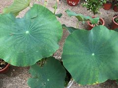 -中环花鸟鱼虫市场