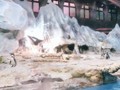 -帝企鹅自助餐厅•儿童岛•真企鹅(长隆企鹅酒店)