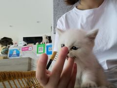 -有宠宠物(YOUCOIN·未来店)