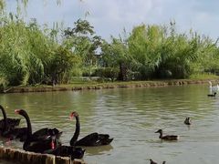 -祥源·阜阳生态乐园