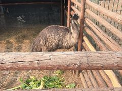 -昌平兴寿秀秀草莓采摘园