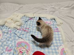 -柚子猫舍·精品猫舍购猫·猫咪认养·购宠·宠物店