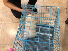 -翊宠yipet猫狗购宠庄园犬舍•猫舍