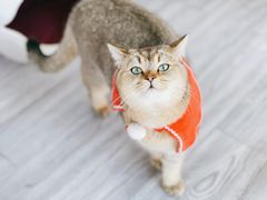 -喵屿·大理花园猫咖