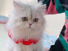 -1013 PET SHOP精品宠物商店(丁香店)