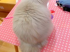 -滚猫咖啡·猫咖·猫友好撸猫(未来城店)