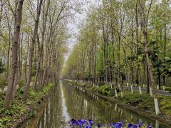 -合肥滨湖国家森林公园