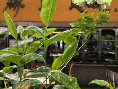 -缘生态云南菜·野生菌庭院餐厅(华侨城店)