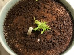 -金佬馆·川菜bistro(芜湖镜湖万达店)