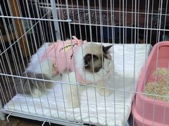 -艾贝尔宠物诊疗