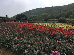 -龙寺生态园