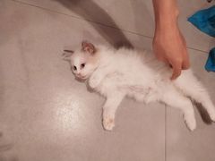 -三花喵·撸猫购宠·宠物生活馆(虹桥南丰城店)