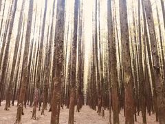 -山王坪喀斯特国家生态公园