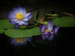 -国家植物园南园