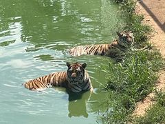 -西霞口神雕山野生动物世界