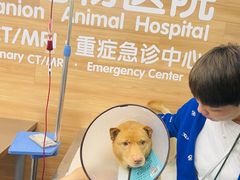 -爱侣宠医·鹦鹉专科·小型哺乳类·异宠专科(灵石路店)